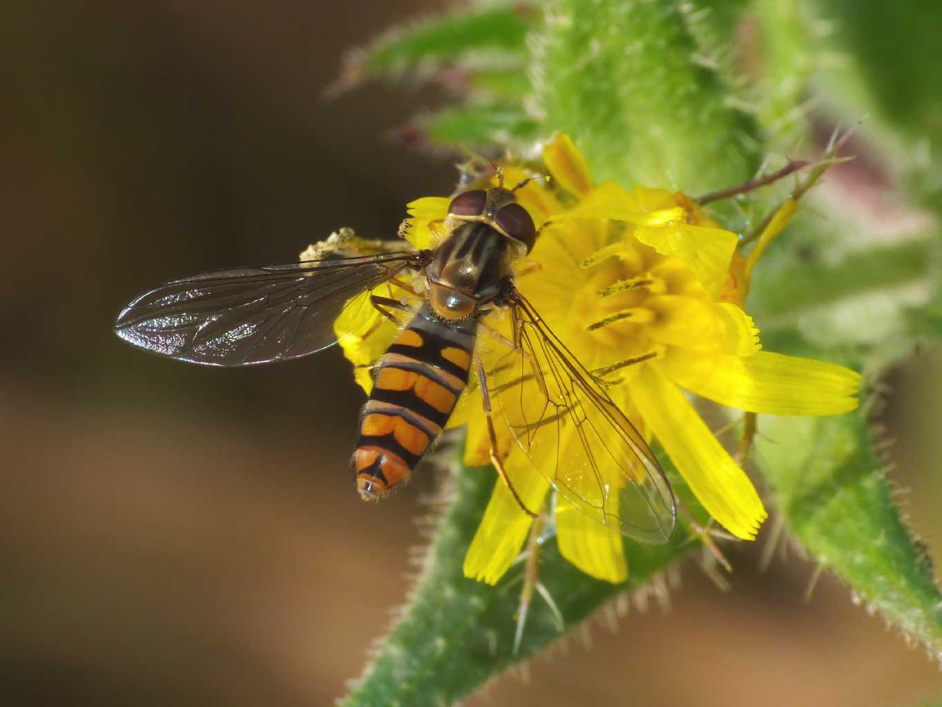 Episyrphus baltheatus?